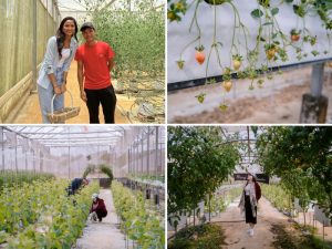 Vườn dây tây ở Măng Đen
