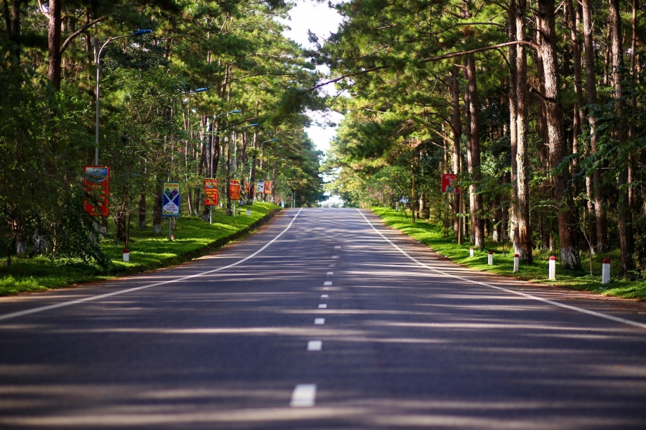 Cung đường thông Măng Đen