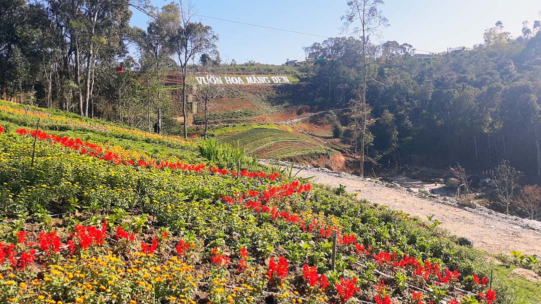 Vườn hoa Măng Đen