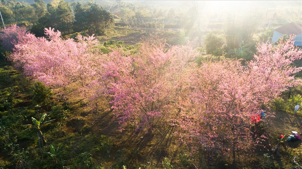 Mai Anh Đào Măng Đen nở rộ