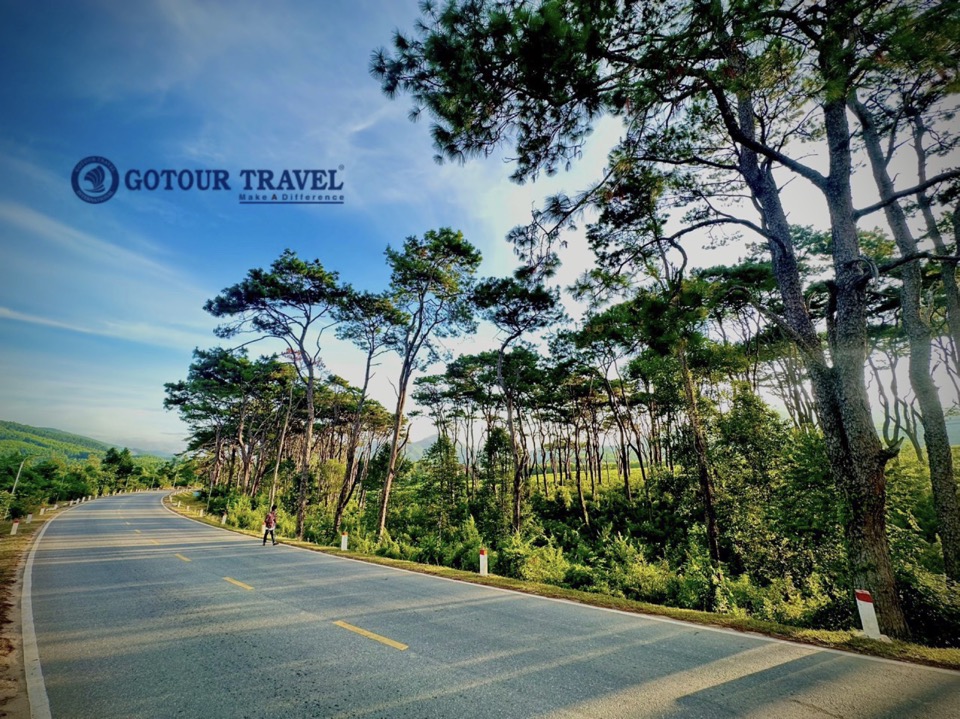 Rừng thông Kon Tum