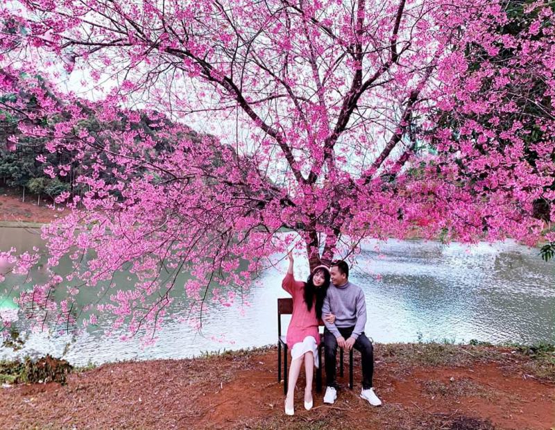 Mai anh đào Măng Đen