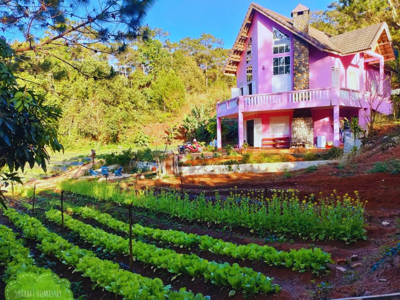 Homestay Kon Tum view rừng thông​ - hình 1